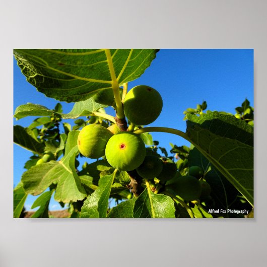 Witte Vijgen Blauwe Lucht Poster (Voorkant)