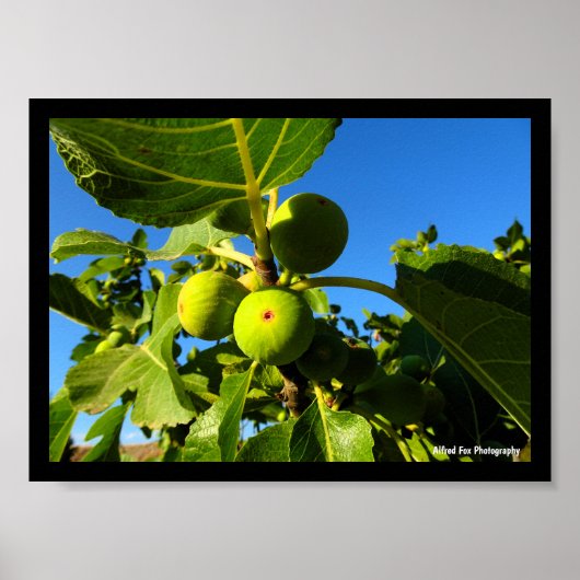 Witte Vijgen Blauwe Lucht Poster (Voorkant)