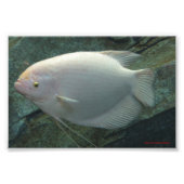 Witte vis foto afdruk (Voorkant)