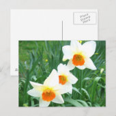 Witte vleermuizen - Briefkaart (Voorkant / Achterkant)