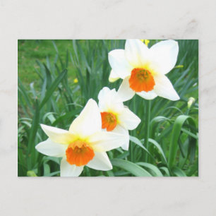 Witte vleermuizen - Briefkaart