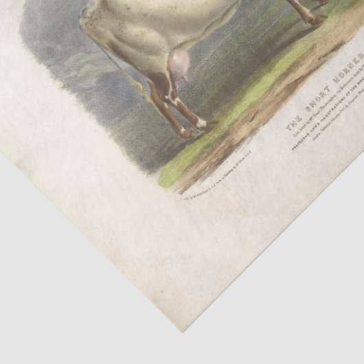 Witte Vlekken Koe Ephemera Decoupage Boerderij Tissuepapier (Detail)