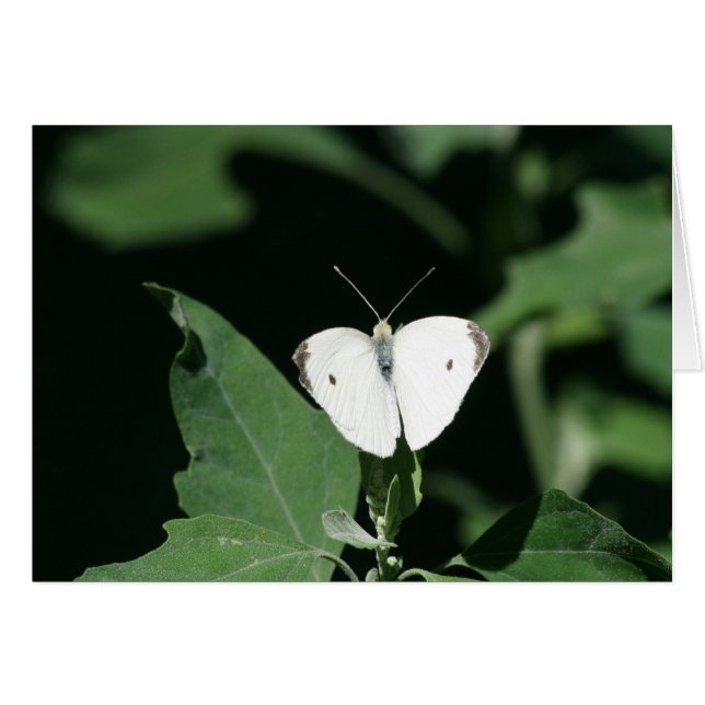 Witte vlinder (Voorkant Horizontaal)