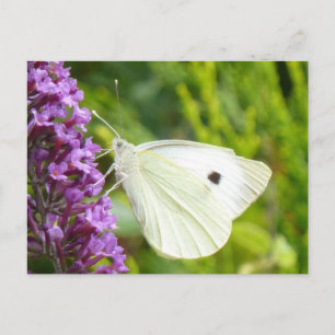 Witte vlinder 1 briefkaart