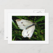 Witte vlinder briefkaart (Voorkant / Achterkant)