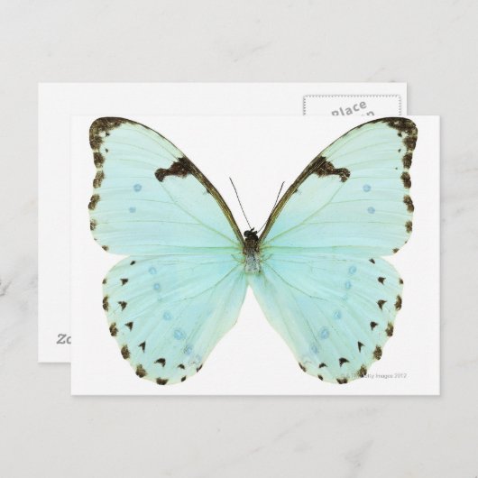 Witte vlinder briefkaart (Voorkant / Achterkant)