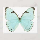 Witte vlinder briefkaart (Voorkant)