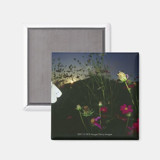 Witte vlinder in vlucht bij zonsondergang magneet (Voorkant / Achterkant)