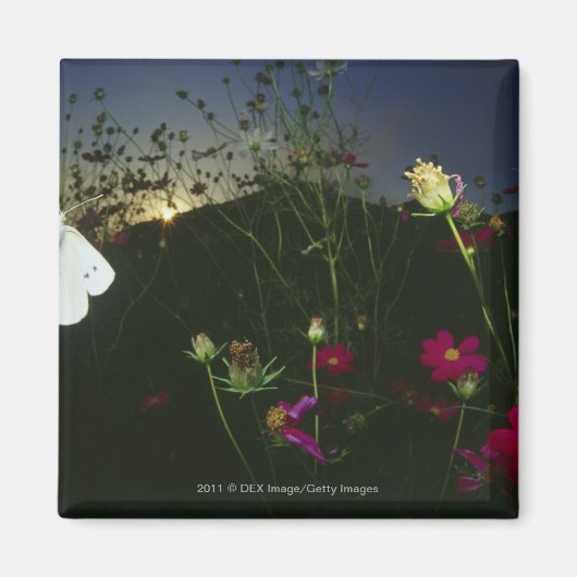 Witte vlinder in vlucht bij zonsondergang magneet (Voorkant)