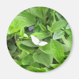 Witte vlinder magneet