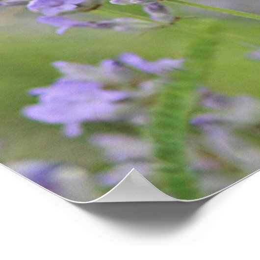 Witte vlinder poster (Hoek)