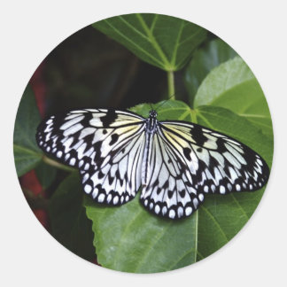 Witte vlinder Stickers