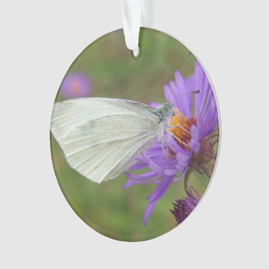 Witte vlinder voor kleine kool ornament (voorkant)