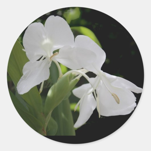 witte vlindergember ronde sticker (Voorkant)