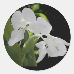 witte vlindergember ronde sticker