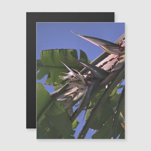 Witte vogel van het paradijs - Flexibele fotomagne (Voorkant / Achterkant)