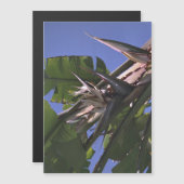 Witte vogel van het paradijs - Flexibele fotomagne (Voorkant / Achterkant)