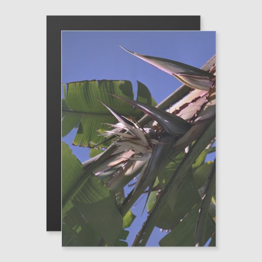 Witte vogel van het paradijs - Flexibele fotomagne (Voorkant / Achterkant)