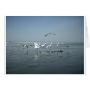 Witte vogels met hakuna matata.JPG