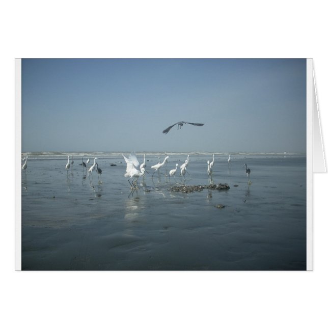 Witte vogels met hakuna matata.JPG (Voorkant Horizontaal)