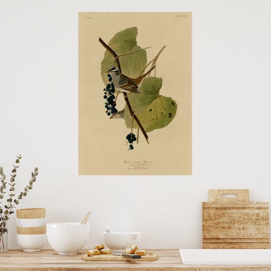 Witte volle Sparrow Poster (Keuken)