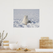 Witte vos poster (Keuken)
