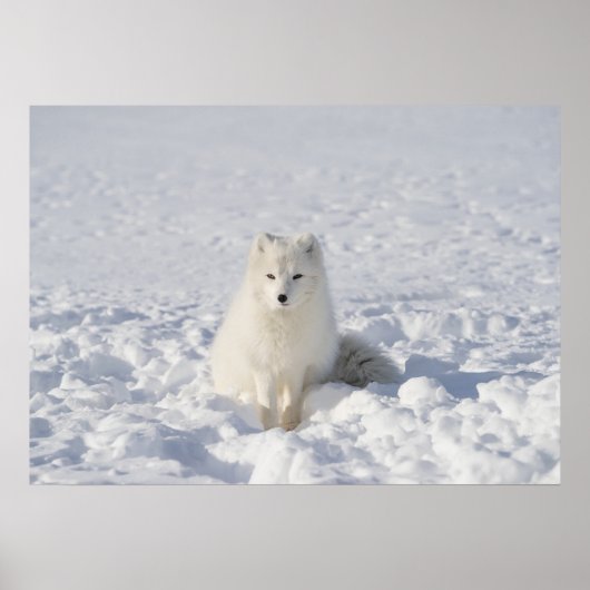 Witte vos poster (Voorkant)