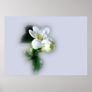witte vriesbloem poster