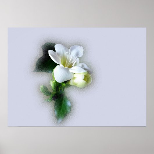 witte vriesbloem poster (Voorkant)