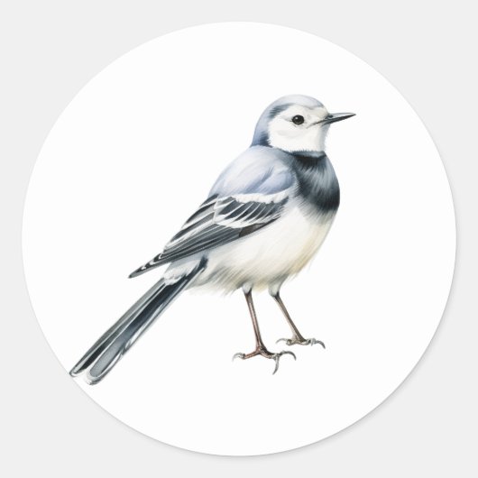 Witte Wagtail Bird Stickers (Voorkant)