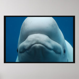 Witte walvis poster