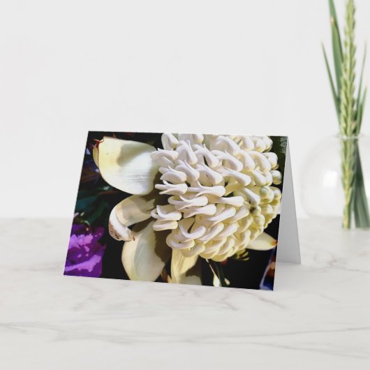 witte warratah feestdagen kaart (Voorkant)