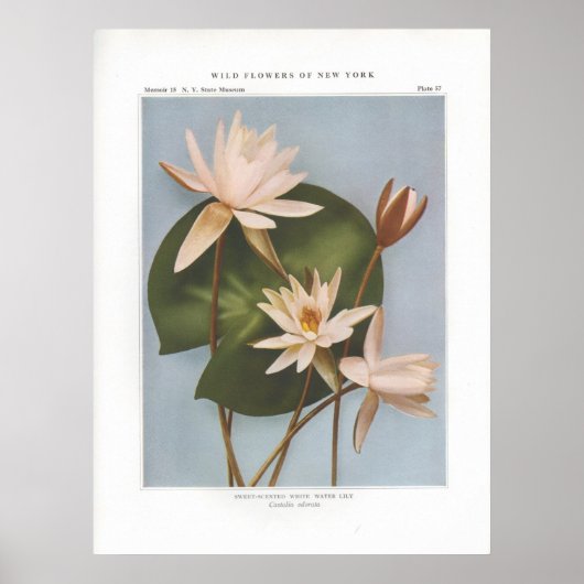 Witte waterlat - Castalia odorata Poster (Voorkant)