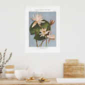 Witte waterlat - Castalia odorata Poster (Keuken)