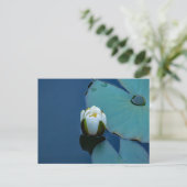 Witte waterlelie in de vijver, foto van de natuur briefkaart (Staand voorkant)