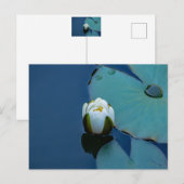 Witte waterlelie in de vijver, foto van de natuur briefkaart (Voorkant / Achterkant)