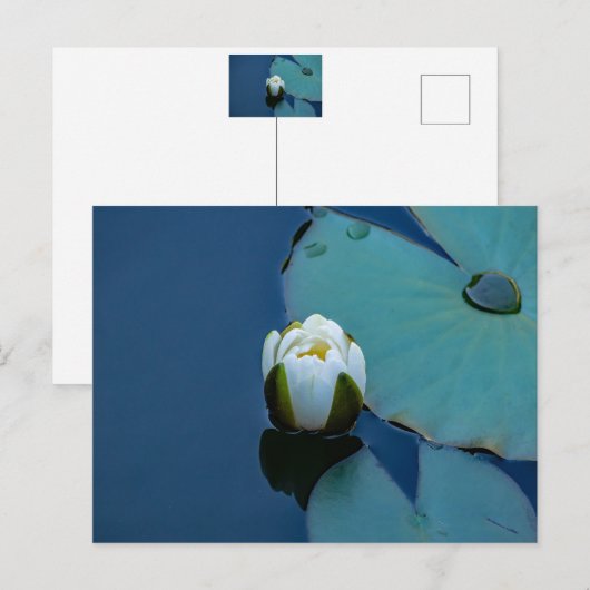 Witte waterlelie in de vijver, foto van de natuur briefkaart (Voorkant / Achterkant)