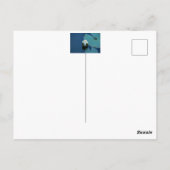 Witte waterlelie in de vijver, foto van de natuur briefkaart (Achterkant)