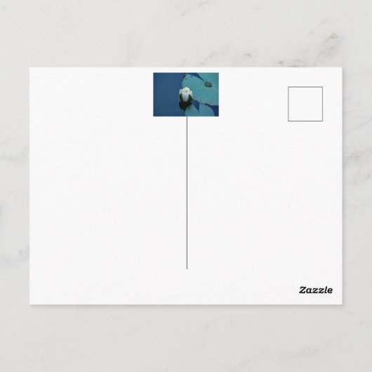 Witte waterlelie in de vijver, foto van de natuur briefkaart (Achterkant)