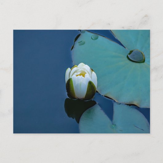 Witte waterlelie in de vijver, foto van de natuur briefkaart (Voorkant)