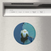 Witte waterlelie in de vijver, foto van de natuur magneet (Insitu (Vaatwasser))