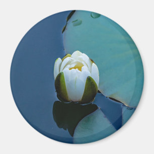 Witte waterlelie in de vijver, foto van de natuur magneet