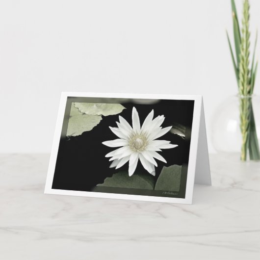 Witte waterlelie kaart (Voorkant)