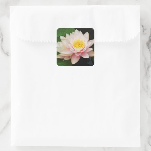 Witte Waterlelie/Lotus Flower Sticker (Tas)