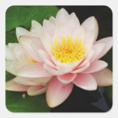 Witte Waterlelie/Lotus Flower Sticker (Voorkant)