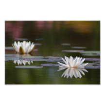 Witte waterlelies