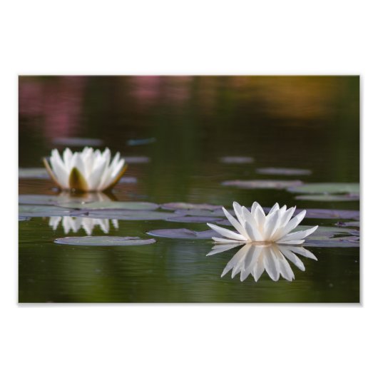Witte waterlelies foto afdruk (Voorkant)