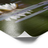 Witte waterlelies foto afdruk (Hoek)