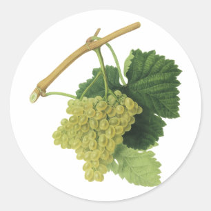 Witte wijn druiven aan de wijnstok, vintage voedse ronde sticker