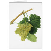 Witte wijndruiven op de wijnstok,  voedingsvruchte (Voorkant)